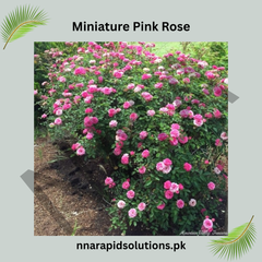 Miniature Pink Rose Plant Compact, Beautiful & Ever-Blooming