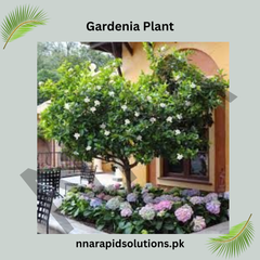 Gardenia Plant in Pakistan Fragrant White Blooms for Home Gardens