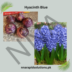 Hyacinth Blue Flower Bulb Fragrant Spring Blooms