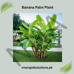 Banana Palm Tree Lush Tropical Plant for Home & Garden