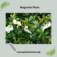 Magnolia Plant Premium Ornamental Tree with Stunning Fragrant Blooms