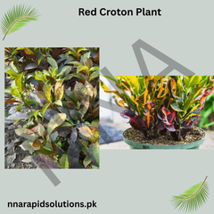 Red Croton Plant Vibrant Indoor/Outdoor Decorative Foliage