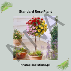 Standard Rose Plant Elegant, Long-Stemmed Roses for Premium Gardens