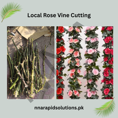 Local Rose Vine Cuttings Healthy, Easy-to-Grow Cuttings for Home Gardens