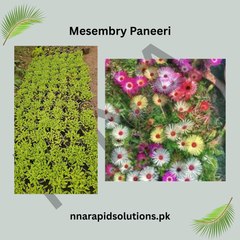 Mesembry Paneeri Ice Plant Seedlings for Colorful Ground Cover