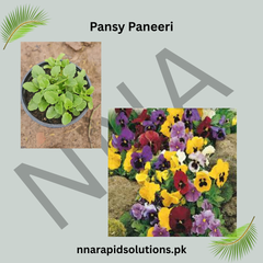 Pansy Paneeri Winter Flowering Seedlings (Red, Blue & Yellow)