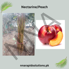 Nectarine / Peach Plant Sweet, Juicy Home-Grown Fruit Tree