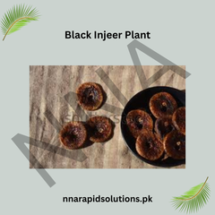 Black Injeer/Anjeer (Fig) Plant Grafted, 2 Years Old, Early Fruiting Variety