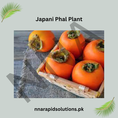 Japani Phal (Persimmon) Plant Grafted, 2 Years Old, Premium Fruit Variety