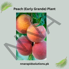 Peach (Early Grande) Plant Grafted, 2 Years Old, Early Fruiting Variety