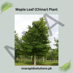 Maple Leaf (Chinar) Plant Grafted, 2 Years Old, Ornamental Shade Tree