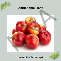 Amri Apple Plant Grafted, 2 Years Old, Premium Variety