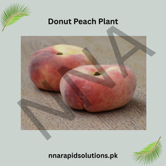 Donut Peach Plant Unique Flat, Sweet & Juicy Peach Variety