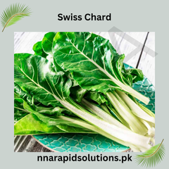 Swiss Chard Hybrid Seeds in Pakistan Colorful Leafy Vegetable for Healthy Gardening