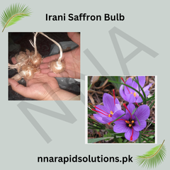 Irani Saffron 10 Bulbs Authentic Spice Crocus for Home Growing