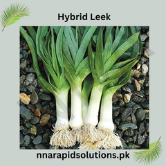 Hybrid Leek Seeds Premium Winter Vegetable for Pakistan