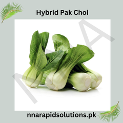 Hybrid Pak Choi Seeds Fast-Growing Asian Greens for Winter Gardening