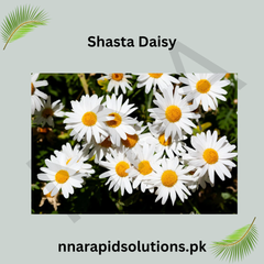 Shasta Daisy Seeds in Pakistan Classic White and Yellow Blooming Flowers