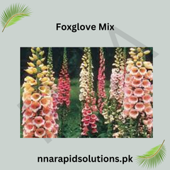Foxglove Mix Seeds in Pakistan Tall Spikes of Seasonal Colorful Flowers