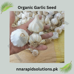 Organic Garlic (Lehsun) Seeds (Bulk Buy) 40 kg Premium Quality for High Yield