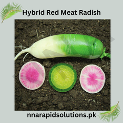 Hybrid Red Meat Radish Seeds Exotic Winter Vegetable with Crisp Flavor