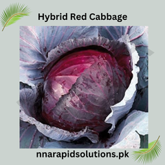 Hybrid Red Cabbage Seeds Nutritious & Colorful Winter Vegetable