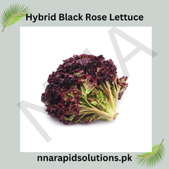 Hybrid Black Rose Lettuce Seeds Exotic & Nutrient-Rich Salad Green