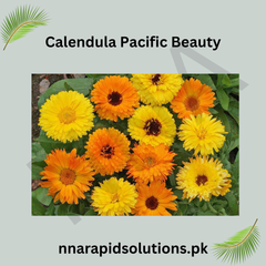 Calendula Pacific Beauty Seeds in Pakistan Multi-Color Seasonal Flowering Plants