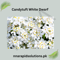 Candytuft White Dwarf Seeds in Pakistan Compact White Fragrant Flowers