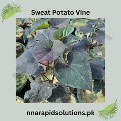 Sweet Potato Vine (Small Plant) Vibrant Foliage for Home & Garden