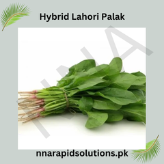 Lahori Palak Hybrid Seeds Fast Growing, High-Yield Spinach