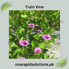 Train Vine Plant Fast-Growing Decorative Climber for Home & Garden