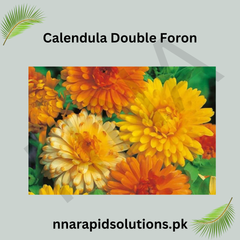 Calendula Double Foron Seeds in Pakistan Bright Seasonal Orange Double Flowers