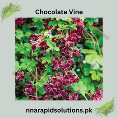 Chocolate Vine Plant (Akebia quinata) Fragrant Flowering Climber for Home & Garden