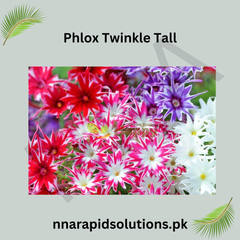 Phlox Twinkle Tall Seeds in Pakistan Star-Shaped Seasonal Flower Mix
