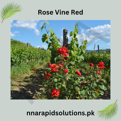 Red Rose Vine in Pakistan Fragrant Climbing Rose Plant for Garden Dcor