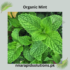 Organic Podina (Mint) Seeds Chemical-Free Herb for Home Gardening