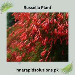 Buy Russelia Plant (Fire Creeper) Red Flowering Waterfall Plantsselia plant/ fire creeper
