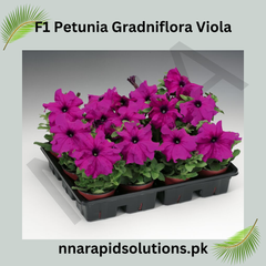 F1 Petunia Grandiflora Viola Seeds in Pakistan Hybrid Purple Winter Flower Seeds