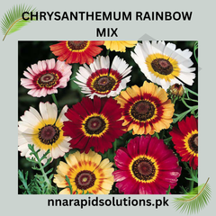 Chrysanthemum Rainbow Mix Seeds in Pakistan Seasonal Colorful Garden Flowers