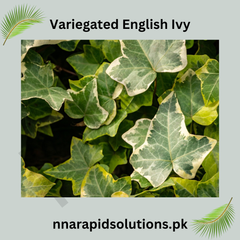 Variegated English Ivy Plant Elegant Evergreen Climber for Indoors & Outdoors
