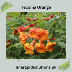 Tecoma Orange Plant Bright & Long-Flowering Shrub for Home & Garden