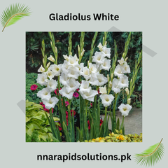 Gladiolus White Bulb Elegant Spikes of Pure White Blooms