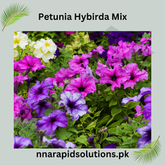 Petunia Hybrida Mix Seeds in Pakistan Colorful Flower Seeds for Pots & Gardens