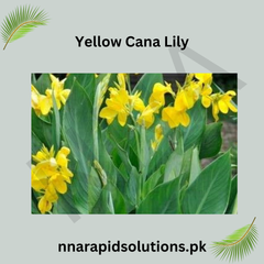 Yellow Canna/Cana Lily Tropical Brightness for Your Garden
