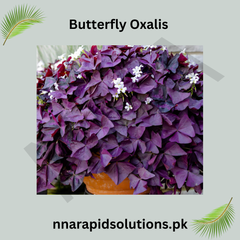 Butterfly Oxalis Rare Purple Shamrock Bulbs
