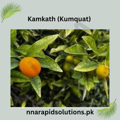 Kamkath (Kumquat) Fruit-Bearing Plant