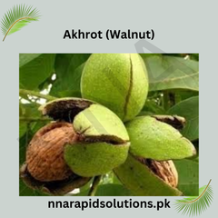 Akhrot (Walnut) Fruit Plant (1 Year Old)