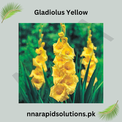Gladiolus Yellow Bulb Bright & Cheerful Spikes of Golden Blooms