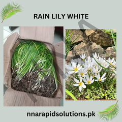 Rain Lily White Graceful Monsoon Blooms